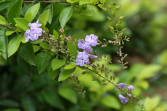 Duranta repens